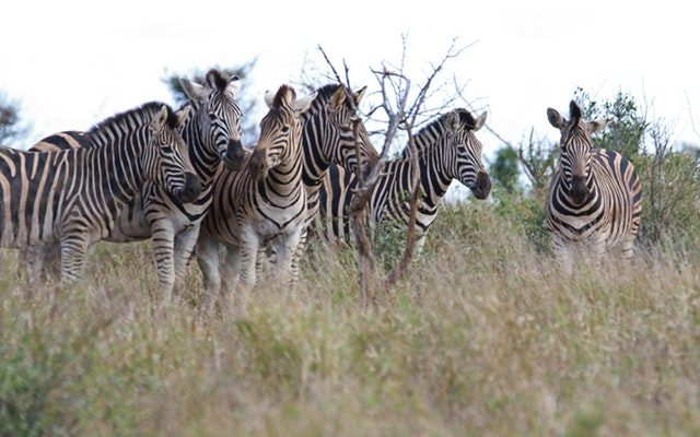 10-Days of big five and wildlife safari in Tanzania 