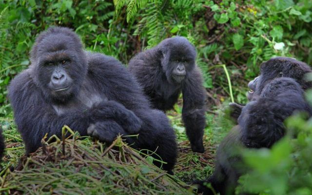 6-Day Uganda Wildlife, Chimp trekking & Gorilla Tracking Safari
