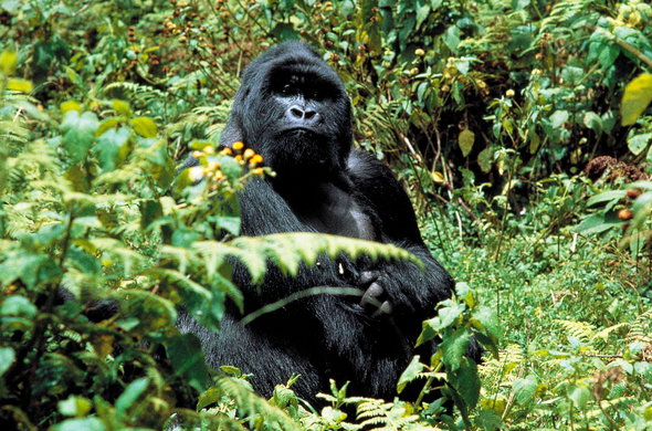4-Day Gorilla  tracking and Virunga Hike Experience