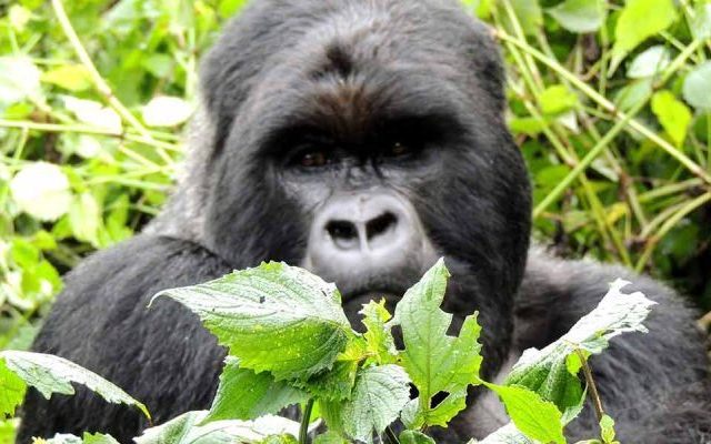 4-Day Gorilla of Bwindi NP and Lake Mburo Wildlife tour 