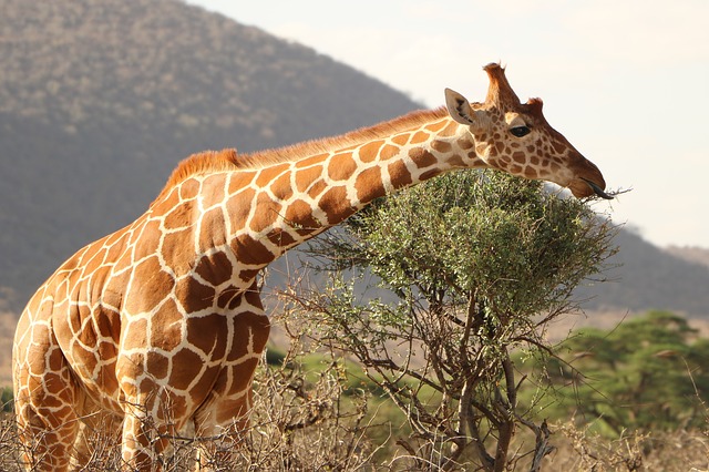 4-Days Kenya Masai Mara and Lake Nakuru Tour