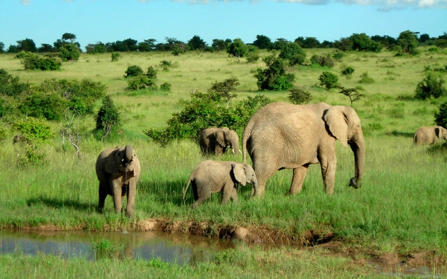 4 Days - Kenya Wildlife Joining safari
