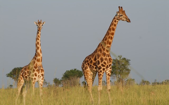 4 Days - Masai Mara and Lake Bogoria National Park