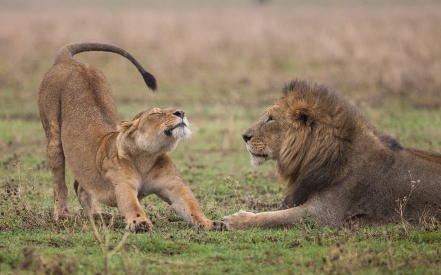5-Day Kenya Luxury Wildlife Safaris