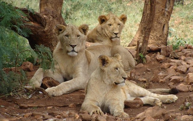 5-Days Kenya Wildlife Joining Lodge Tour