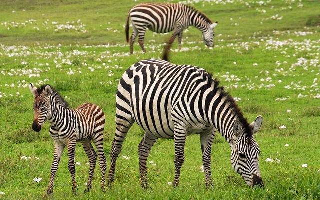 5-Days Serengeti National park and Tarangire national park