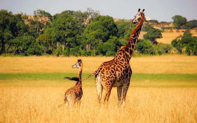 12-Days Kenya Tanzania Joining Wildlife Safaris