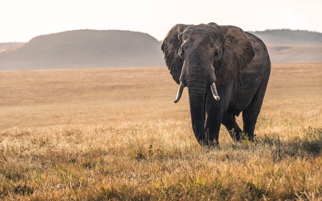 6-Day Affordable Tanzania Wildlife Safari