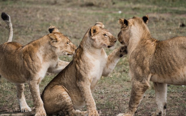 7-Day Amazing Tanzania Wildlife Safari