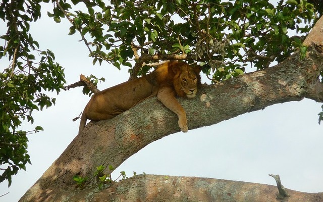 7-Days Kenya Wildlife Tour