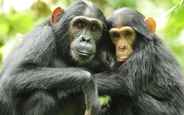7-Days Uganda Tour of Wildlife and Primates Adventure