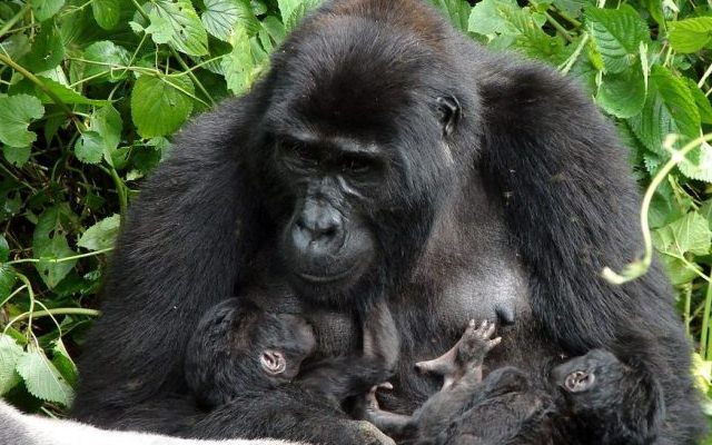 8-Days Uganda Budget gorilla Trekking and Wildlife Safari