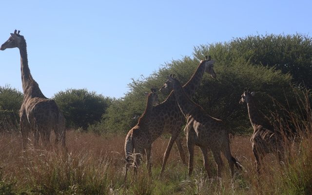 8-Day Tanzania Luxurious Safari Holiday