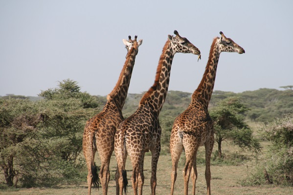 4 days Serengeti, Ngoro ngoro and Lake Manyara Tour