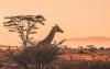 10-day_tanzania_wildlife_and_beach_safari