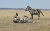 10-day_tanzania_wildlife_and_beach_safari1