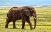10-days_of_big_five_and_wildlife_safari_in_tanzania