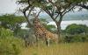5 Days- Amboseli NP Tsavo East & West National Park Tour