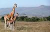     10 Days Kenya Wildlife Adventure