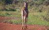 11-days_great_migration_of_serengeti_safari_in_tanzania