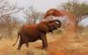 13863-day_tanzania_wildlife_and_migration_safari1