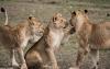 15057-day_amazing_tanzania_wildlife_safari
