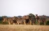 3-day_botswana_tour__-_chobe_national_park__camping_group_safari3