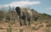 3-day_botswana_tour__-_chobe_national_park__camping_group_safari4