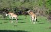 3-day_murchison_falls_wildlife_safari_and_rhino_tracking