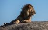 4-days_kenya_masai_mara_wildlife_safaris