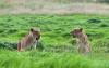 4_days_-_kenya_wildlife_joining_safari1