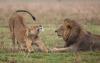 5-day_kenya_luxury_wildlife_safaris1