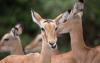 5-day_kenya_luxury_wildlife_safaris3