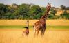 5-days_serengeti_national_park_and_tarangire_national_park2
