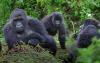 6-day_uganda_game_viewing_and_gorilla_safari4
