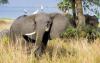 7-days_kenya_wildlife_tour1