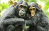 7-days_uganda_tour_of_wildlife_and_primates_adventure