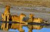 7_days_masai_mara_amboseli_wildlife_tour3