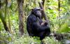 8-day_uganda_luxury_chimps_nature_walks_game_drive_and_boat_cruise_tour