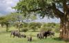 elephant-elephants-tanzania-safari-59873