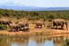 elephant-herd-of-elephants-african-bush-elephant-africa
