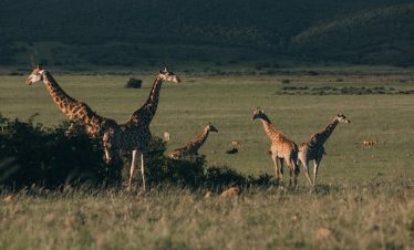 10 Days Amboseli, Naivasha, Masai Mara, Lake Nakuru & Samburu Safari