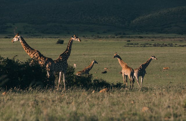 10 Days Amboseli, Naivasha, Masai Mara, Lake Nakuru & Samburu Safari
