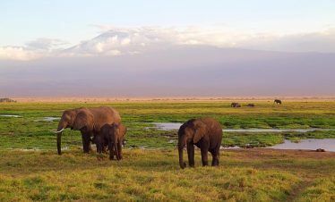 10 Days Kenya Safari and Diani Beach Holiday