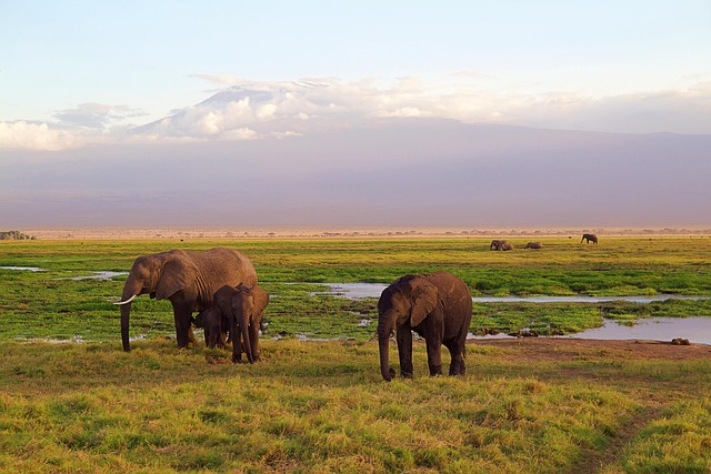 10 Days Kenya Safari and Diani Beach Holiday