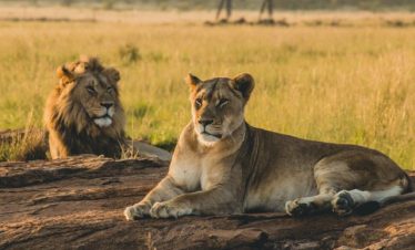 10 Days Kenya–Tanzania Wildlife Safari Tour