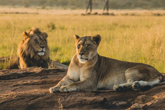 10 Days Kenya–Tanzania Wildlife Safari Tour