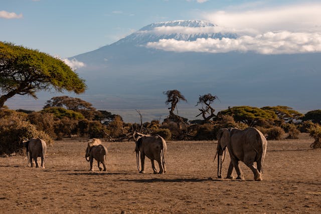 11 Days Kenya Wildlife & Cultural Safari Tour