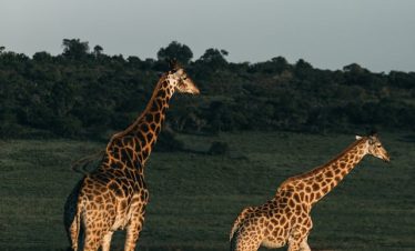 12 Days Kenya Honeymoon Package