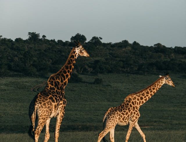 12 Days Kenya Honeymoon Package